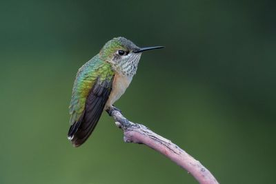 Calliope Hummingbird