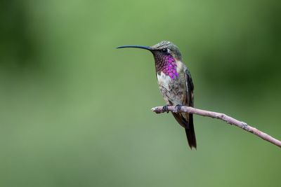 Lucifer Hummingbird