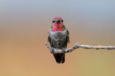 Anna's Hummingbird