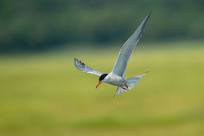 Common Tern
