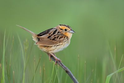 LeConte's Sparrow