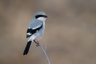 Loggerhead Shrike