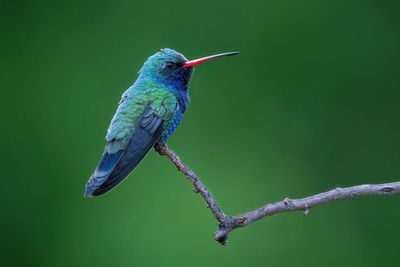 Broad-billed Hummingbird