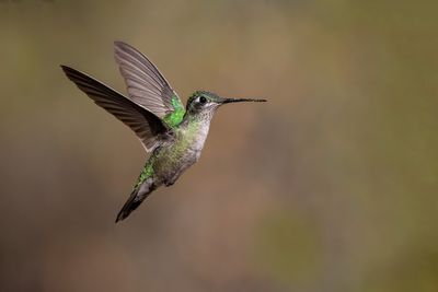 Rivoli's Hummingbird