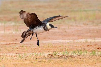 Pomarine Jaeger