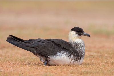 Pomarine Jaeger