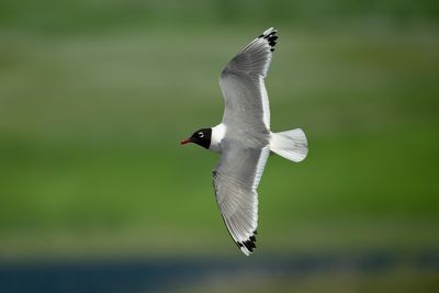 Franklin's Gull