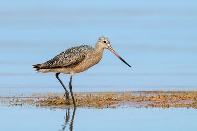 Marbled Godwit