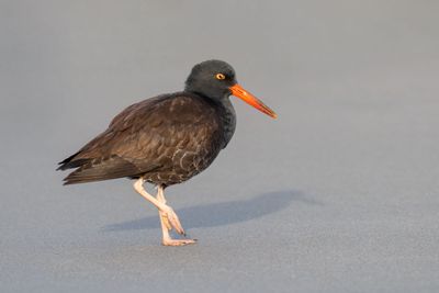 Black Oystercatcher