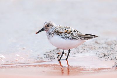 Sanderling