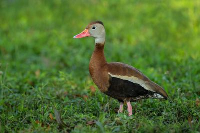 Black-bellied Whistling-Duck