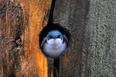 Tree Swallow