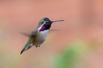 Costa's Hummingbird