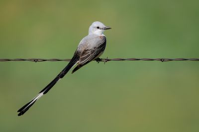 Scissor-tailed Flycatcher