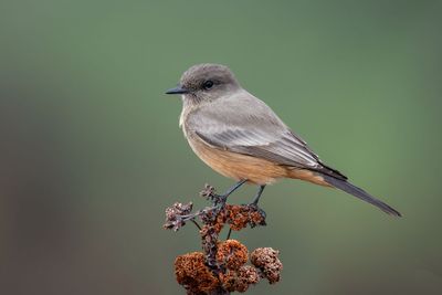 Say's Phoebe
