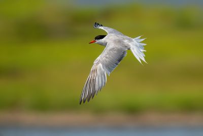 Common Tern