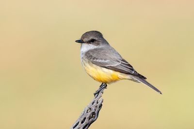 Vermilion Flycatcher