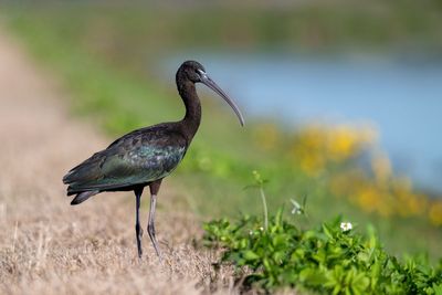 Glossy Ibis
