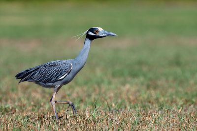 Yellow-crowned Night-Heron