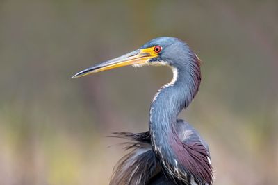Tricolored Heron