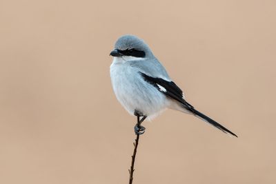 Loggerhead Shrike