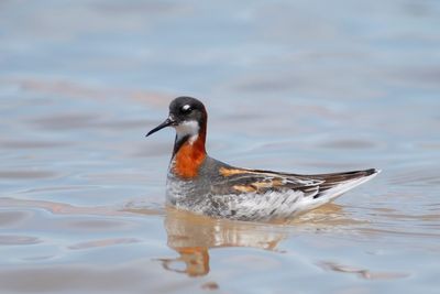 Red-necked Phalarope