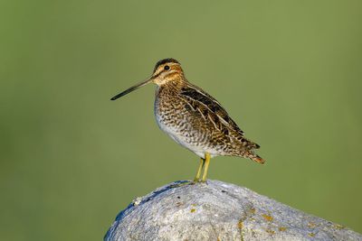 Wilson's Snipe
