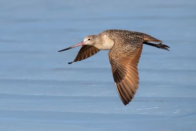 Marbled Godwit