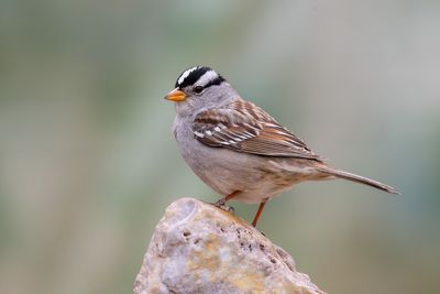White-crowned Sparrow