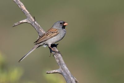 Black-chinned Sparrow