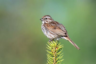 Song Sparrow