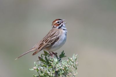 Lark Sparrow