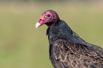 Turkey Vulture