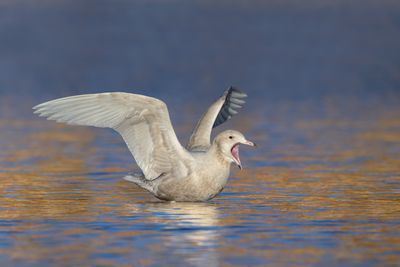 Glaucous Gull