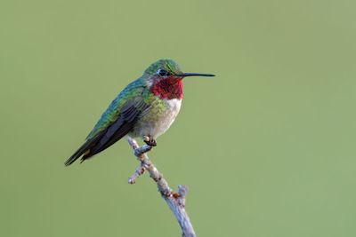 Broad-tailed Hummingbird