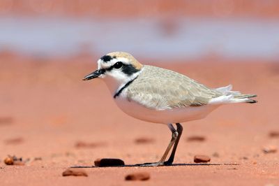 Snowy Plover