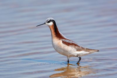 Wilson's Phalarope