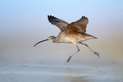 Long-billed Curlew