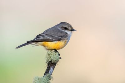 Vermilion Flycatcher