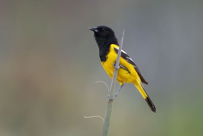 Scott's Oriole