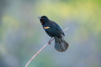 Red-winged Blackbird