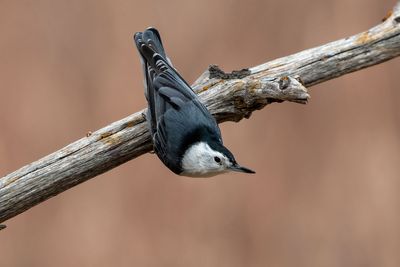 White-breasted Nuthatch