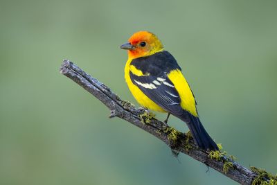 Western Tanager