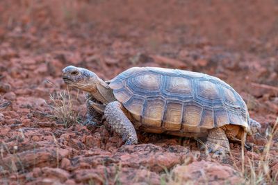 Desert Tortoise