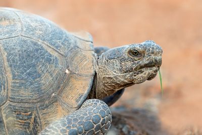 Desert Tortoise