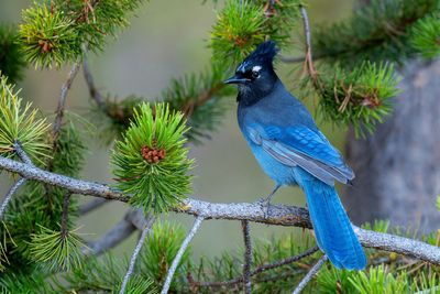 Steller's Jay
