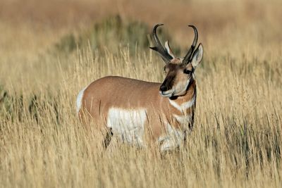 Pronghorn