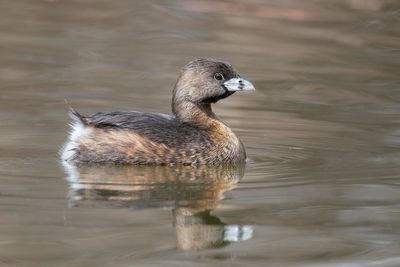 Pied-billed Grebe
