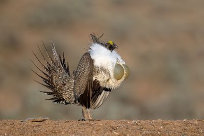 Greater Sage-Grouse