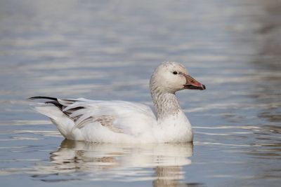 Snow Goose